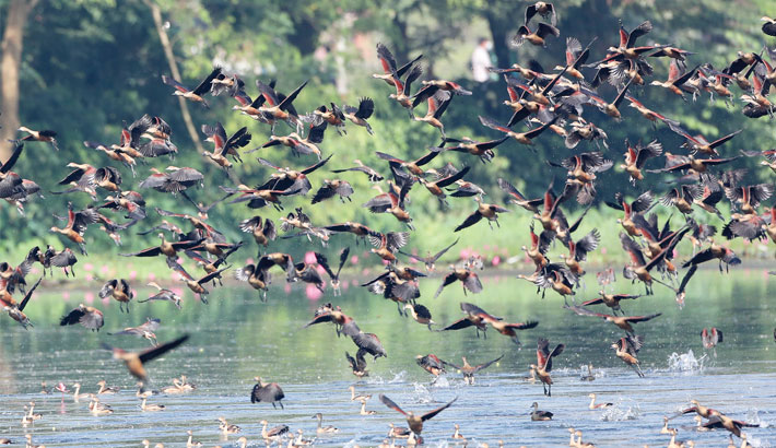 ju-bird-festival-experience